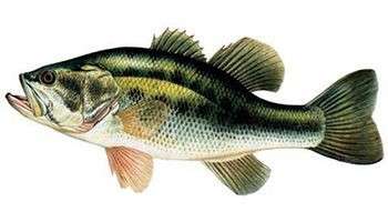 Black bass