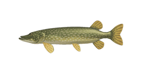 brochet