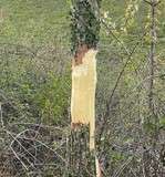 ecorçage accacias